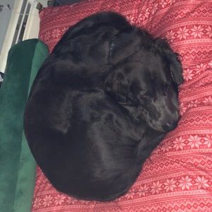 Meet your Posher, Ainsley